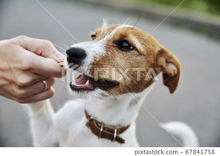 Cute puppy dog playing with a wooden stick. Owner 67841758