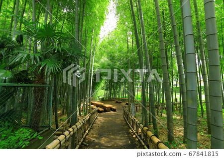 Higashi Kurume City "Bamboo Forest Park" Higashi Kurume City "Bamboo Forest Park" 67841815