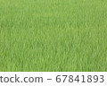 Rice in a lush rice field　 67841893