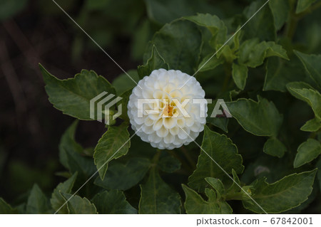 White dahlia flower with leaves. White dahlia flower with leaves. 67842001