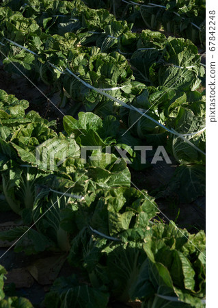 Chinese cabbage field [Honjo City, Saitama Prefecture] 67842248