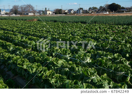 Chinese cabbage field [Honjo City, Saitama Prefecture] 67842249
