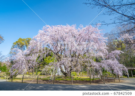 三月東京，駒mag六枝垂枝櫻花 67842509