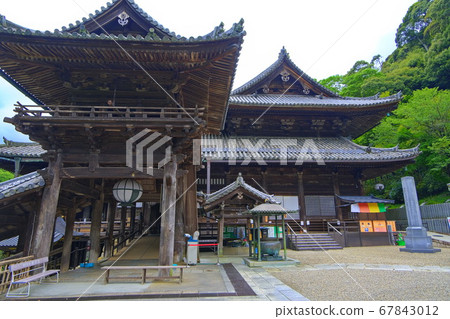 Hastoera,大和寺的花壇 Hastoera,大和寺的花壇 67843012