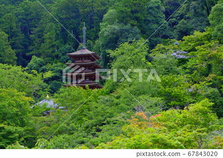 Hastoera,大和寺的花壇 Hastoera,大和寺的花壇 67843020