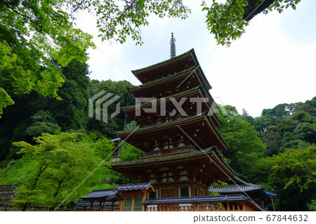 Hastoera，大和寺的花壇 67844632