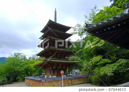 Hastoera,大和寺的花壇 Hastoera,大和寺的花壇 67844633