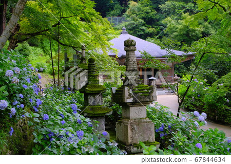 Hastoera,大和寺的花壇 Hastoera,大和寺的花壇 67844634
