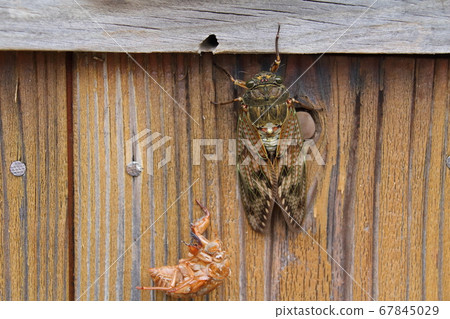 Abra Zemi的出現 67845029