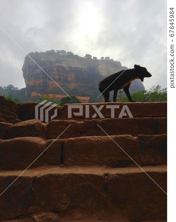 Overcast Sigiriya Rock and Yawning Dog 67845984