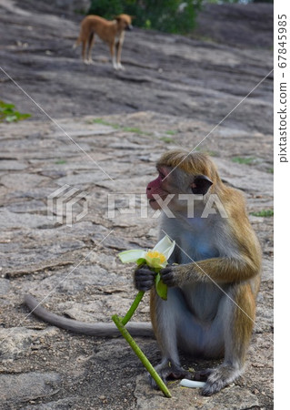 Dog monkey's relationship Dog monkey's relationship 67845985