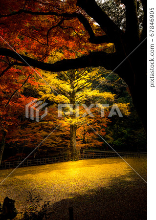 Autumn leaves 67846905