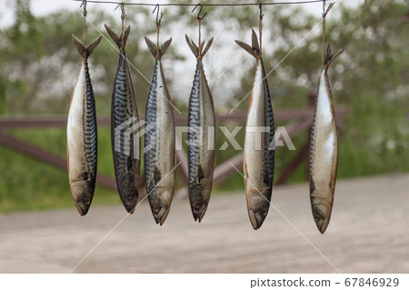 Hot smoked mackerel fish. 67846929