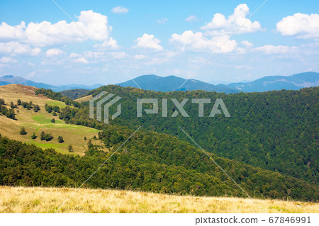 beech forest on the hills. wonderful landscape of 67846991