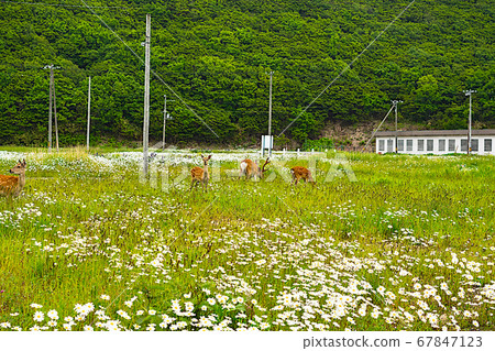居住在稚內市郊的埃佐鹿 67847123