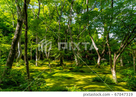 Blue maple and moss garden Blue maple and moss garden 67847319