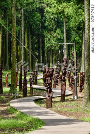 Cedar, Jeolmul Natural Recreation Forest, Jeju City, Jeju Island, Korea 67847419