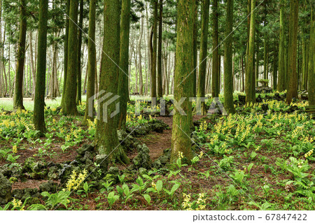 Cedar, Jeolmul Natural Recreation Forest, Jeju City, Jeju Island, Korea 67847422