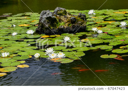 Water Lily, Jeolmul Natural Recreation Forest, Jeju City, Jeju Island, Korea Water Lily, Jeolmul Natural Recreation Forest, Jeju City, Jeju Island, Korea 67847423