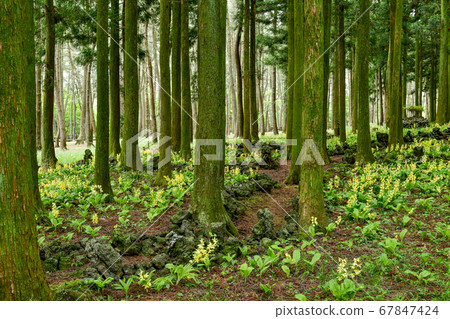 Cedar, Jeolmul Natural Recreation Forest, Jeju City, Jeju Island, Korea 67847424