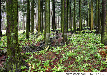 Cedar, Jeolmul Natural Recreation Forest, Jeju City, Jeju Island, Korea 67847432