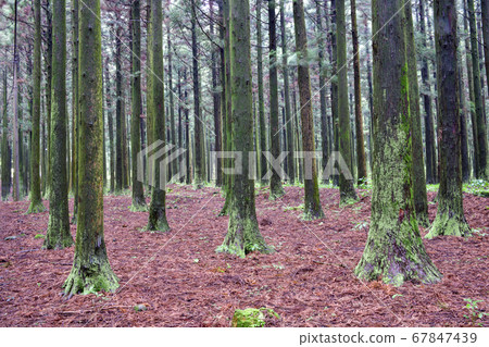 Cedar, Jeolmul Natural Recreation Forest, Jeju City, Jeju Island, Korea 67847439