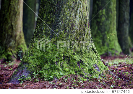 Cedar, Jeolmul Natural Recreation Forest, Jeju City, Jeju Island, Korea 67847445
