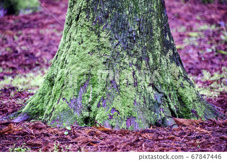 Cedar, Jeolmul Natural Recreation Forest, Jeju City, Jeju Island, Korea 67847446