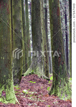 Cedar, Jeolmul Natural Recreation Forest, Jeju City, Jeju Island, Korea 67847449