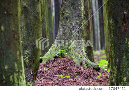 Cedar, Jeolmul Natural Recreation Forest, Jeju City, Jeju Island, Korea 67847451