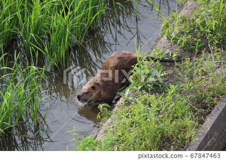 Nutria 67847463