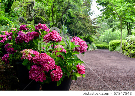 Hydrangea, Hueree Natural Life Park, Seogwipo City, Jeju Island, Korea 67847848