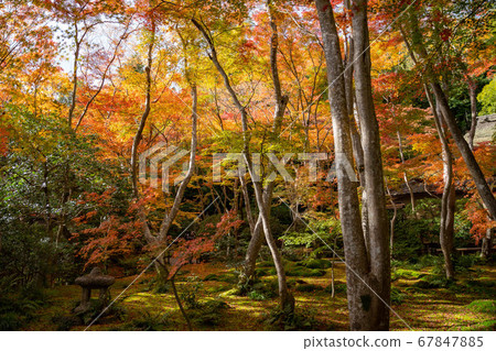 Gion of the autumn leaves Gion of the autumn leaves 67847885