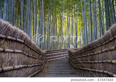 Nanno佛教寺廟竹樹叢 Nanno佛教寺廟竹樹叢 67847888