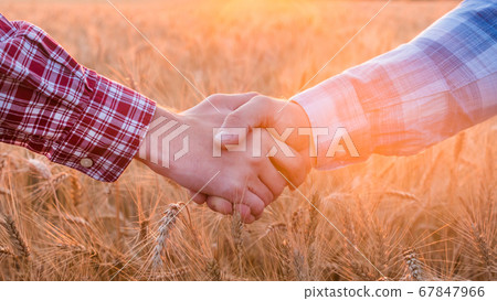 Two farmers shake hands against the background of a field of wheat at sunset Two farmers shake hands against the background of a field of wheat at sunset 67847966