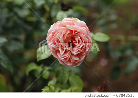 Arao City Ooyamai citizen flower bed Roses flower Arao City Ooyamai citizen flower bed Roses flower 67848535
