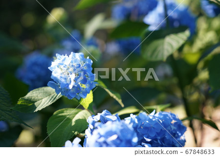 Flowers 67848633