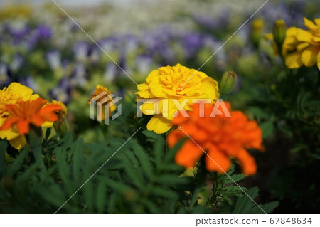 Flowers 67848634