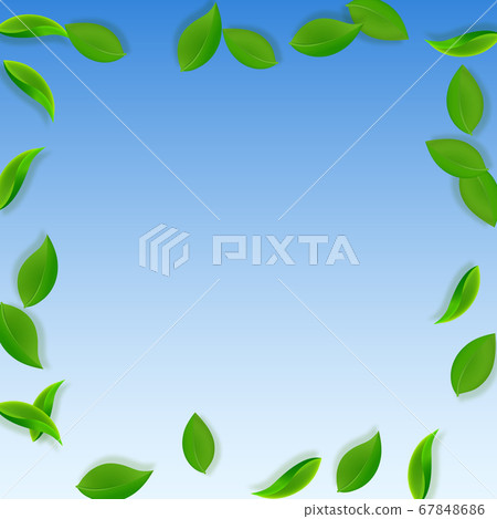 Falling green leaves. Fresh tea neat leaves flying 67848686