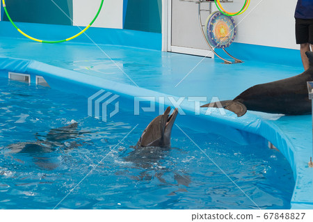 Bottlenose dolphin with ball during performance. 67848827
