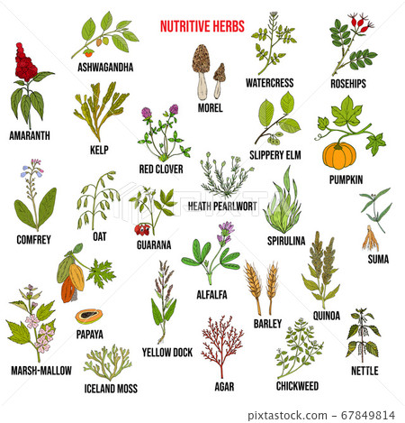 Best nutritive herbs set 67849814