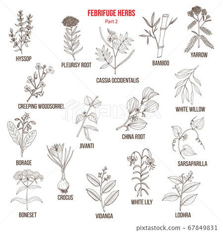 Febrifuge herbs collection. Part 2 67849831