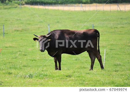 Japanese beef 67849974