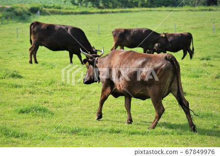 Japanese beef Japanese beef 67849976