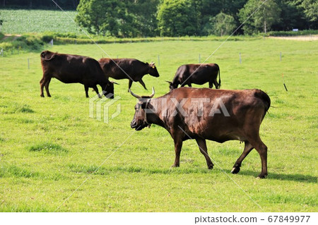 Japanese beef Japanese beef 67849977
