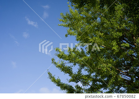Young leaves of ginkgo and the summer sky Young leaves of ginkgo and the summer sky 67850082