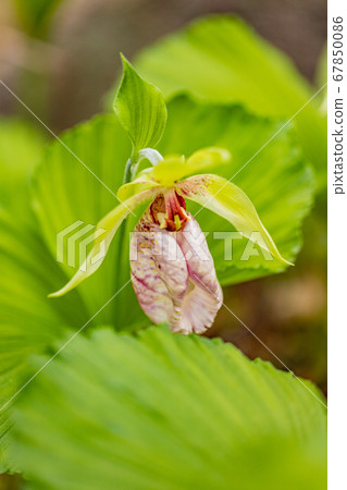 Bear flowers Bear flowers 67850086