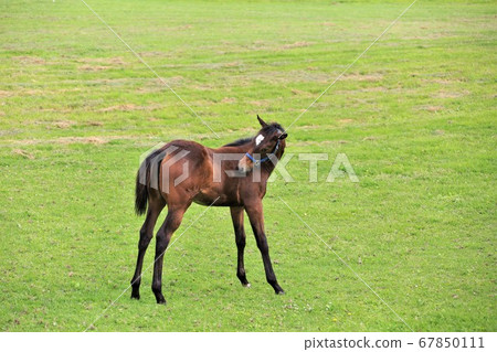 Horse thoroughbred 67850111