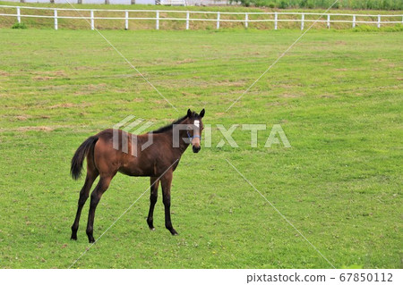 馬純種馬 馬純種馬 67850112