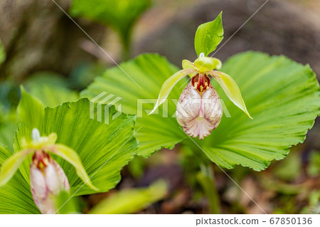 熊花 照片素材 圖片 圖庫